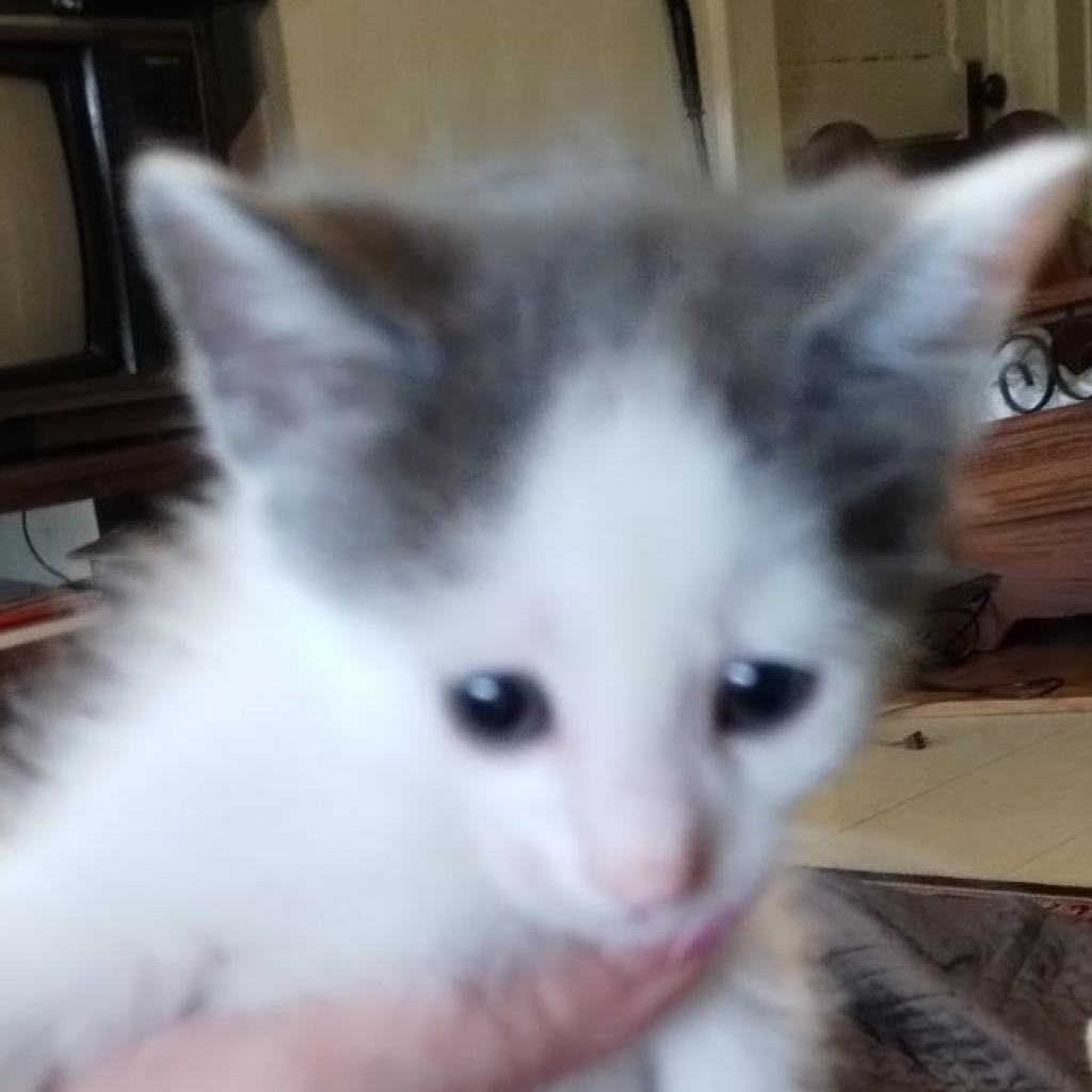 Enlarge Mr. Biscuit, a Adoptable Domestic Short Hair in Mocksville, NC image 2/6