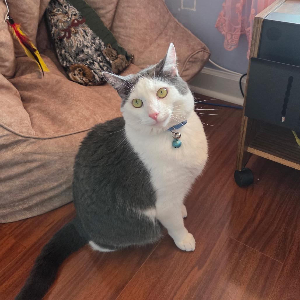 Enlarge Mr. Biscuit, a Adoptable Domestic Short Hair in Mocksville, NC image 3/6