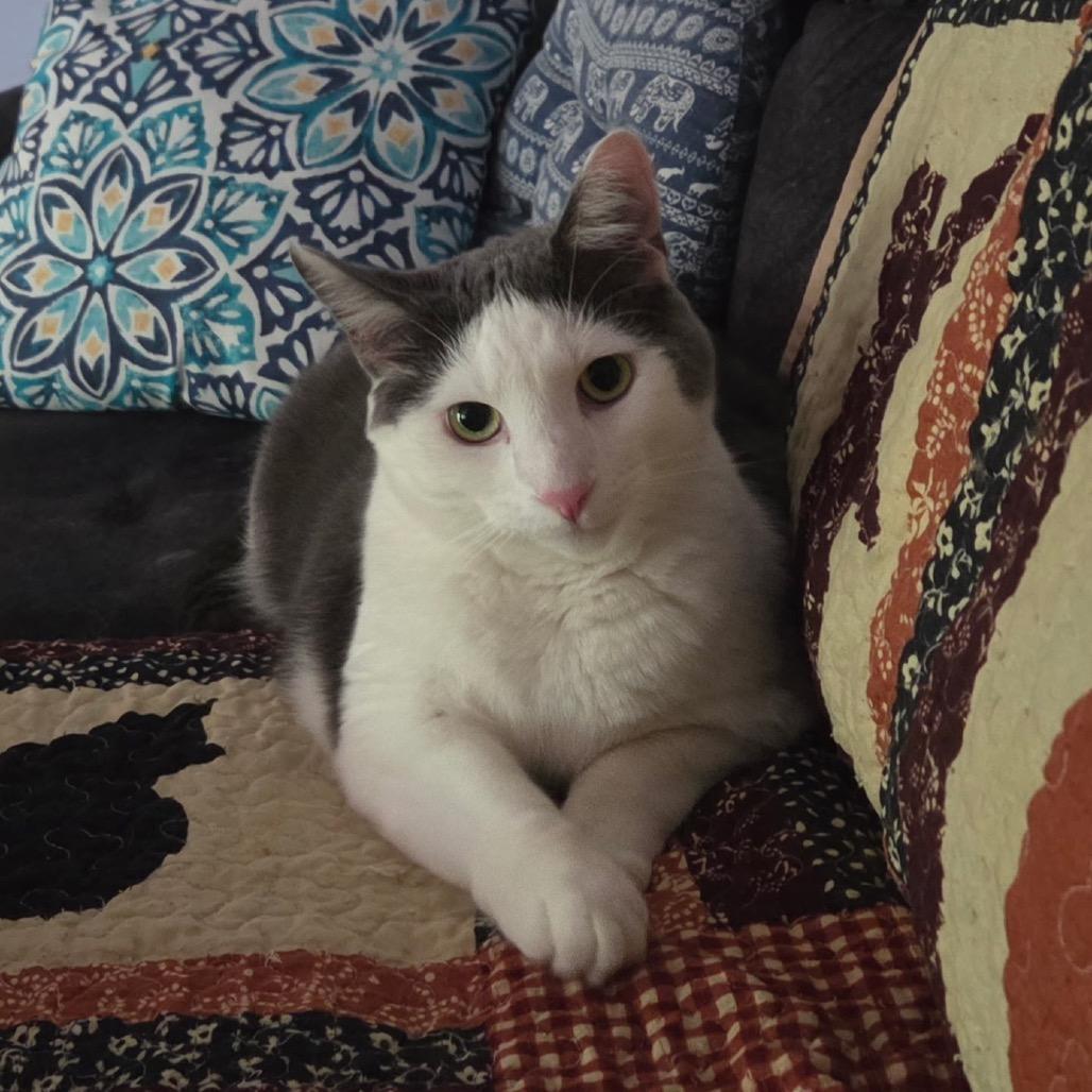 Mr. Biscuit, a Adoptable Domestic Short Hair in Mocksville, NC image 3/6