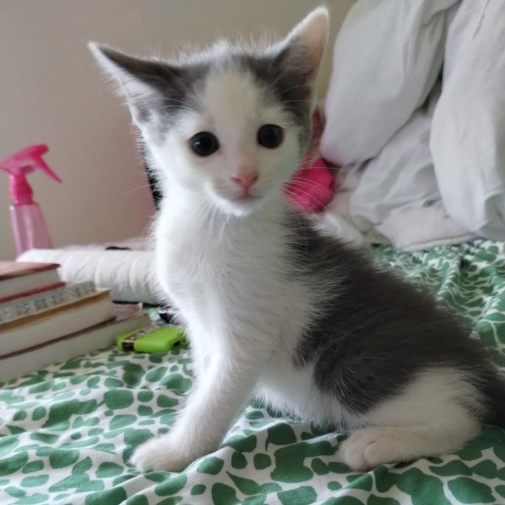 Enlarge Mr. Biscuit, a Adoptable Domestic Short Hair in Mocksville, NC image 4/6