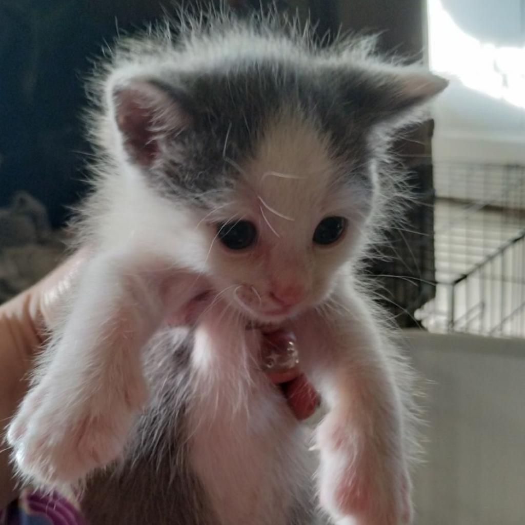 Enlarge Mr. Biscuit, a Adoptable Domestic Short Hair in Mocksville, NC image 5/6