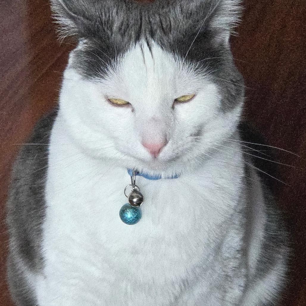 Enlarge Mr. Biscuit, a Adoptable Domestic Short Hair in Mocksville, NC image 6/6