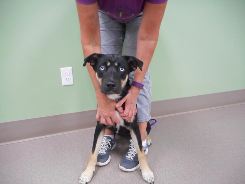 Enlarge Rizza, a Adopted mixed breed in La Porte, IN image 1/1