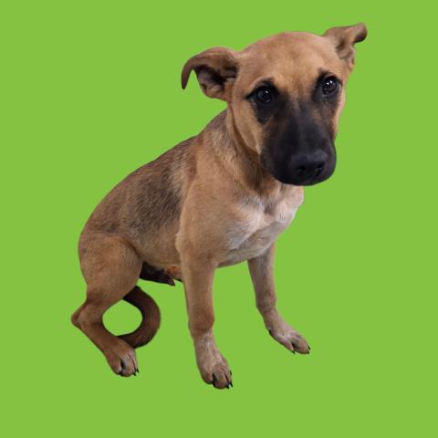 Rikki -- URGENT! LONGTIME RESIDENT!, ADOPTABLE, Puppy Male Shepherd & Australian Cattle Dog / Blue Heeler.