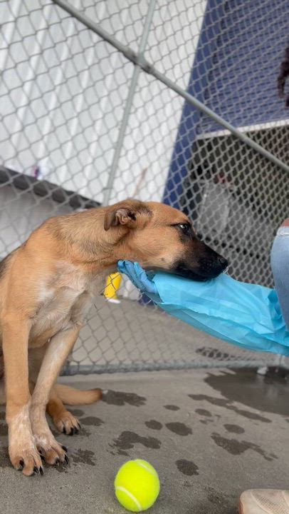 Enlarge Rikki -- URGENT! LONGTIME RESIDENT!, a ADOPTABLE mixed breed in Thousand Oaks, CA video 2/2
