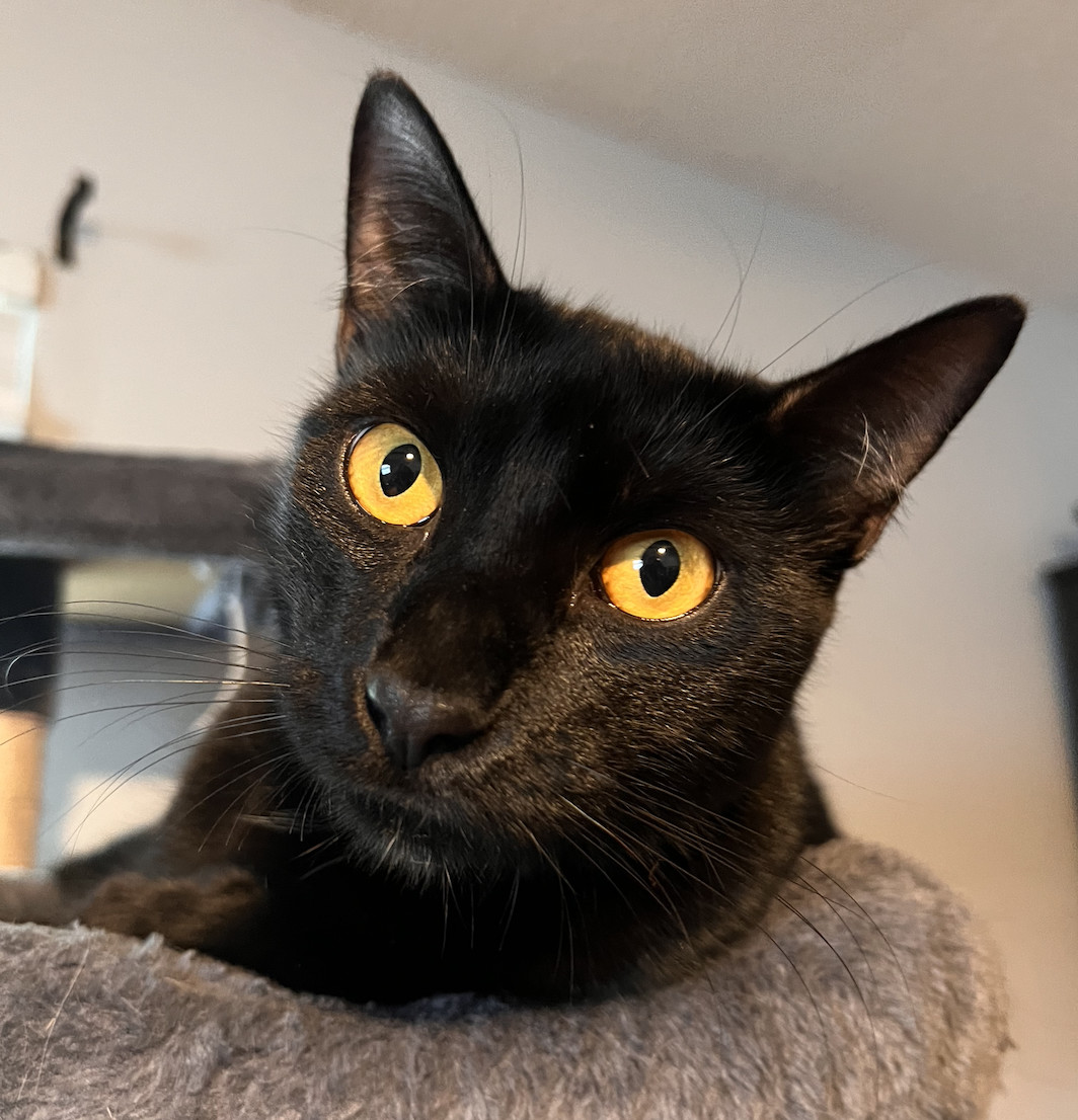 Anubis