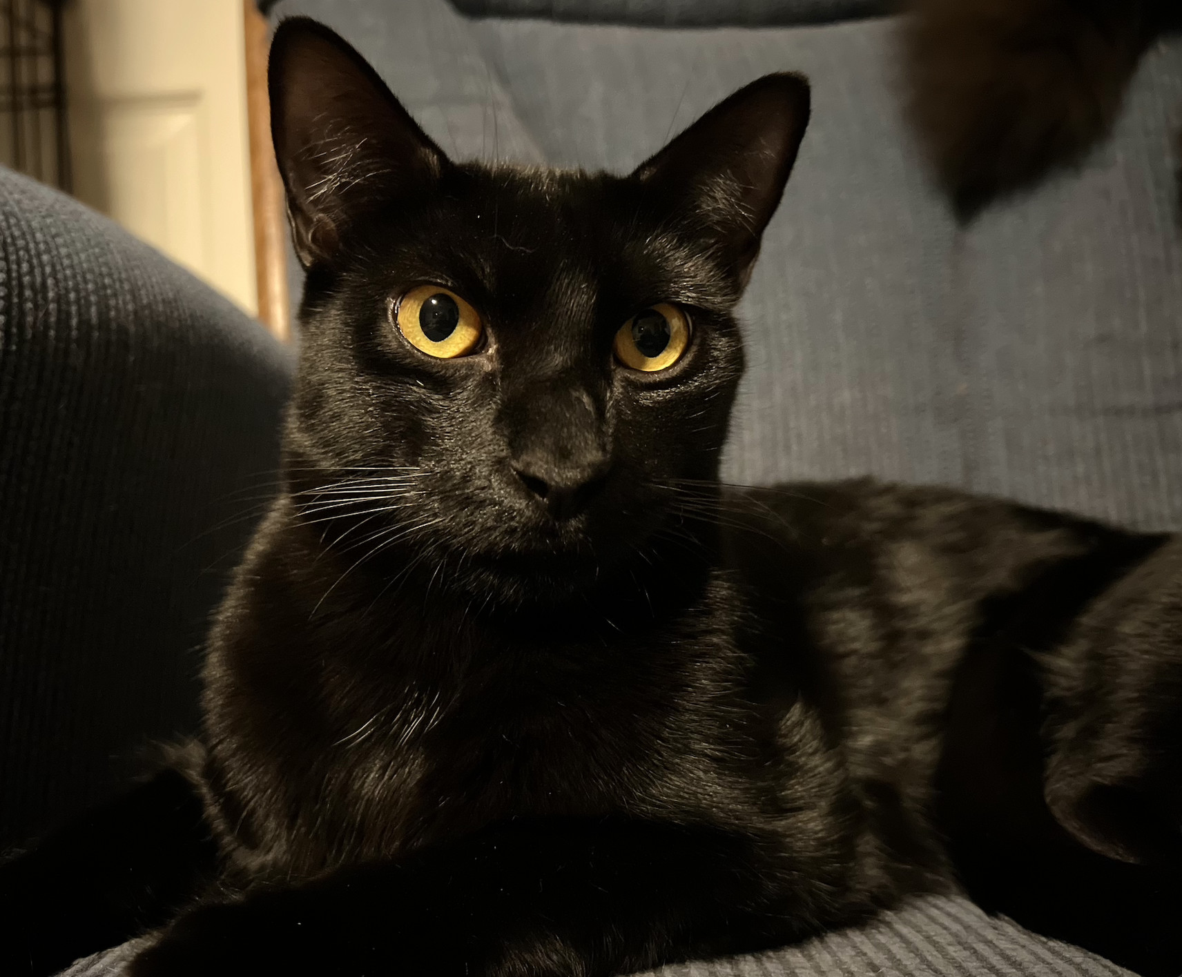 Anubis, an adoptable Domestic Short Hair, Bombay in Kissimmee, FL, 34744 | Photo Image 2