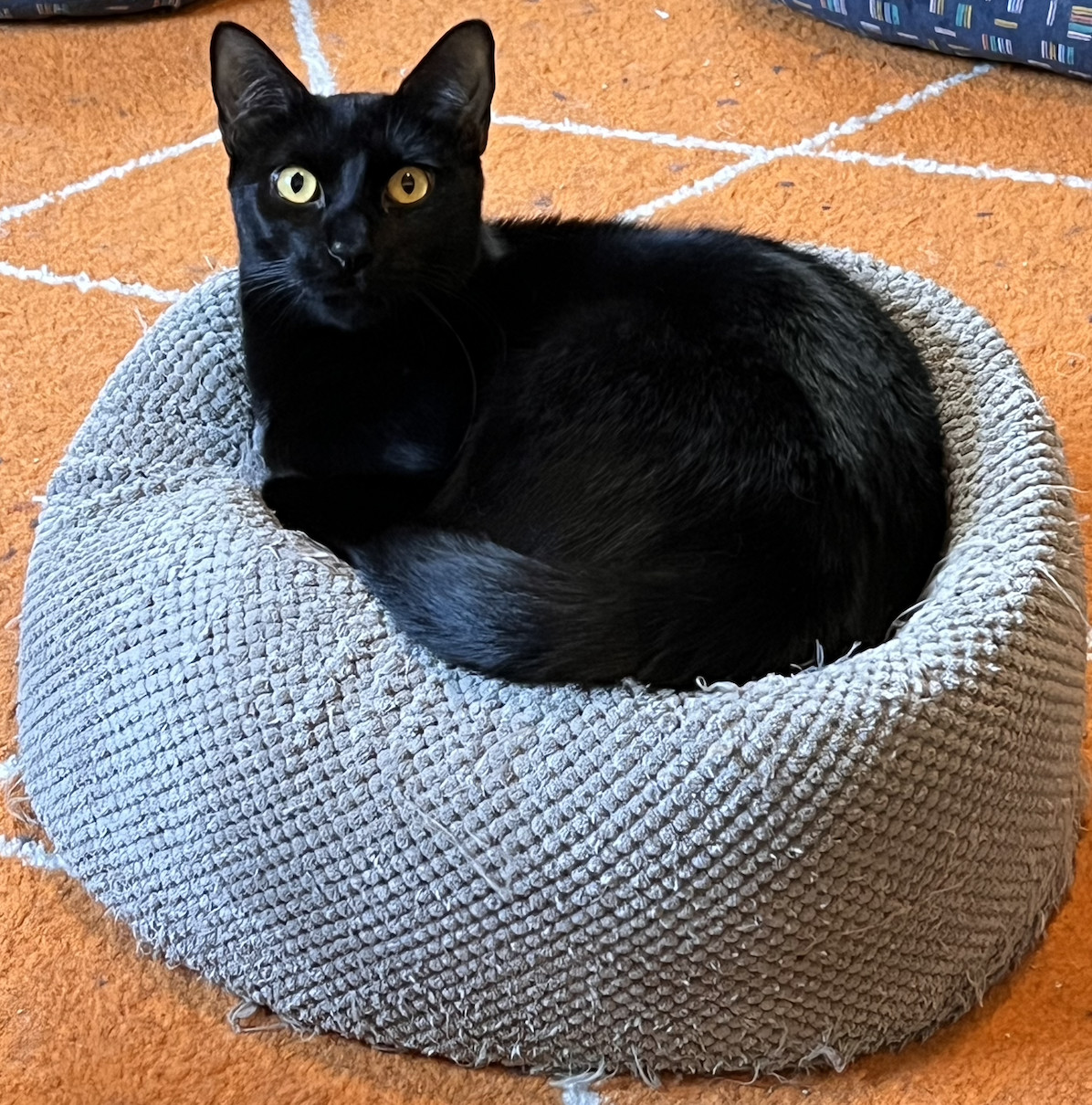 Anubis, an adoptable Domestic Short Hair, Bombay in Kissimmee, FL, 34744 | Photo Image 5