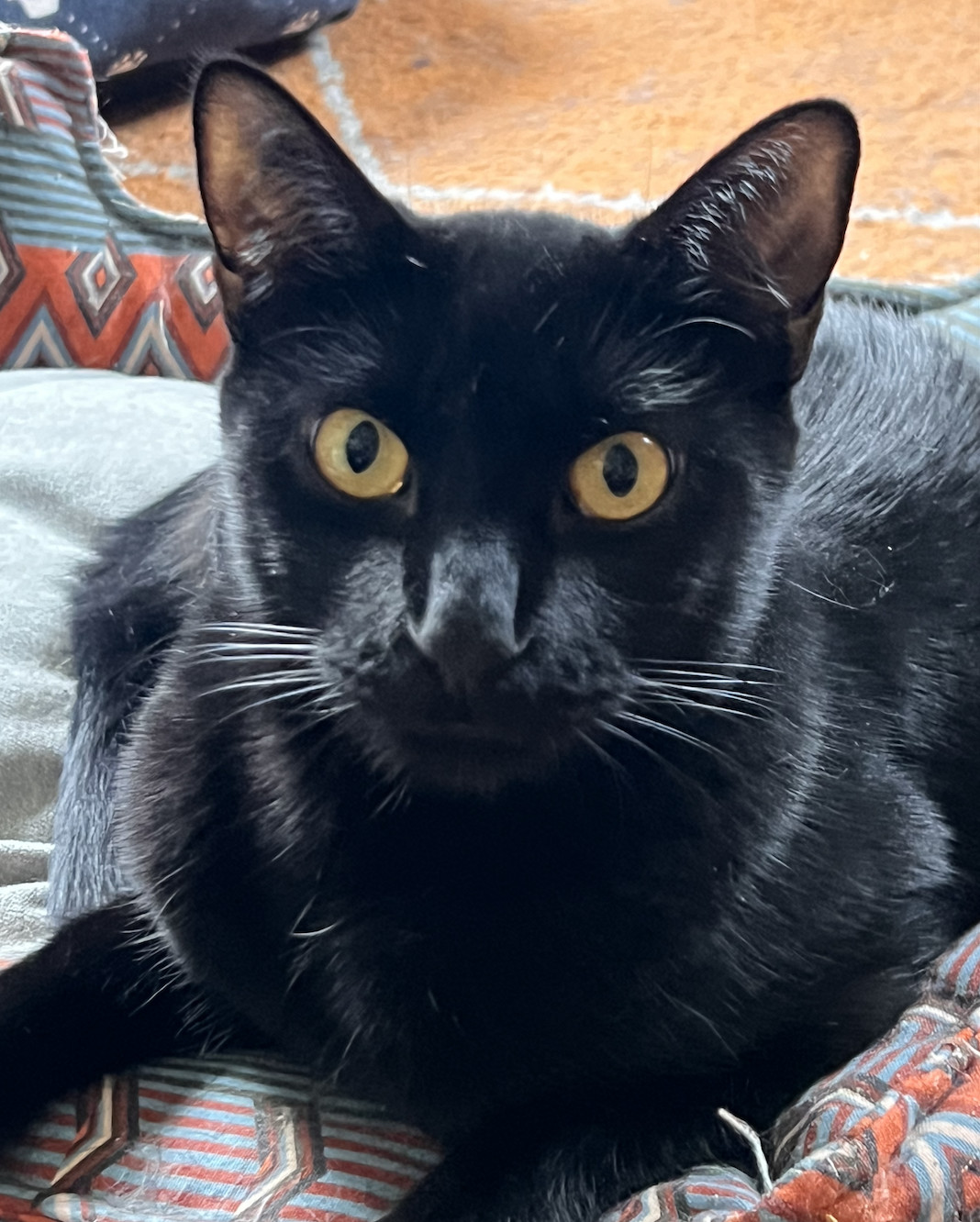 Anubis, an adoptable Domestic Short Hair, Bombay in Kissimmee, FL, 34744 | Photo Image 4
