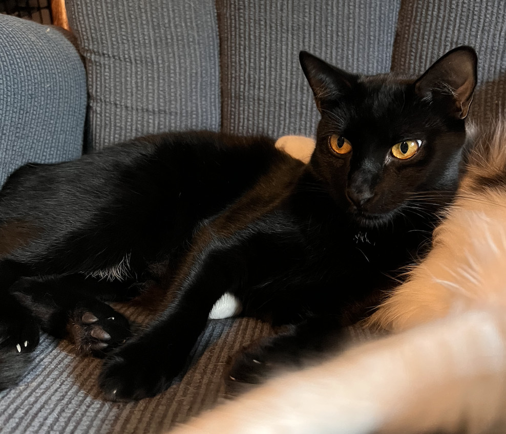 Anubis photo 3