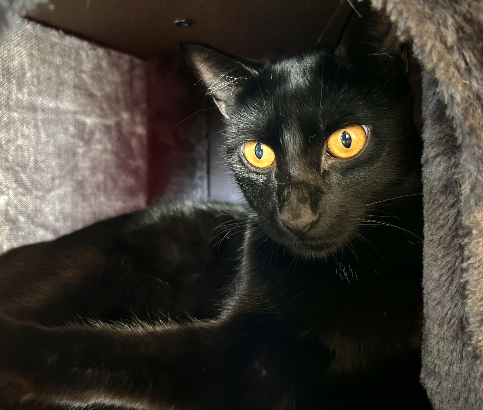 Anubis, an adoptable Domestic Short Hair, Bombay in Kissimmee, FL, 34744 | Photo Image 6