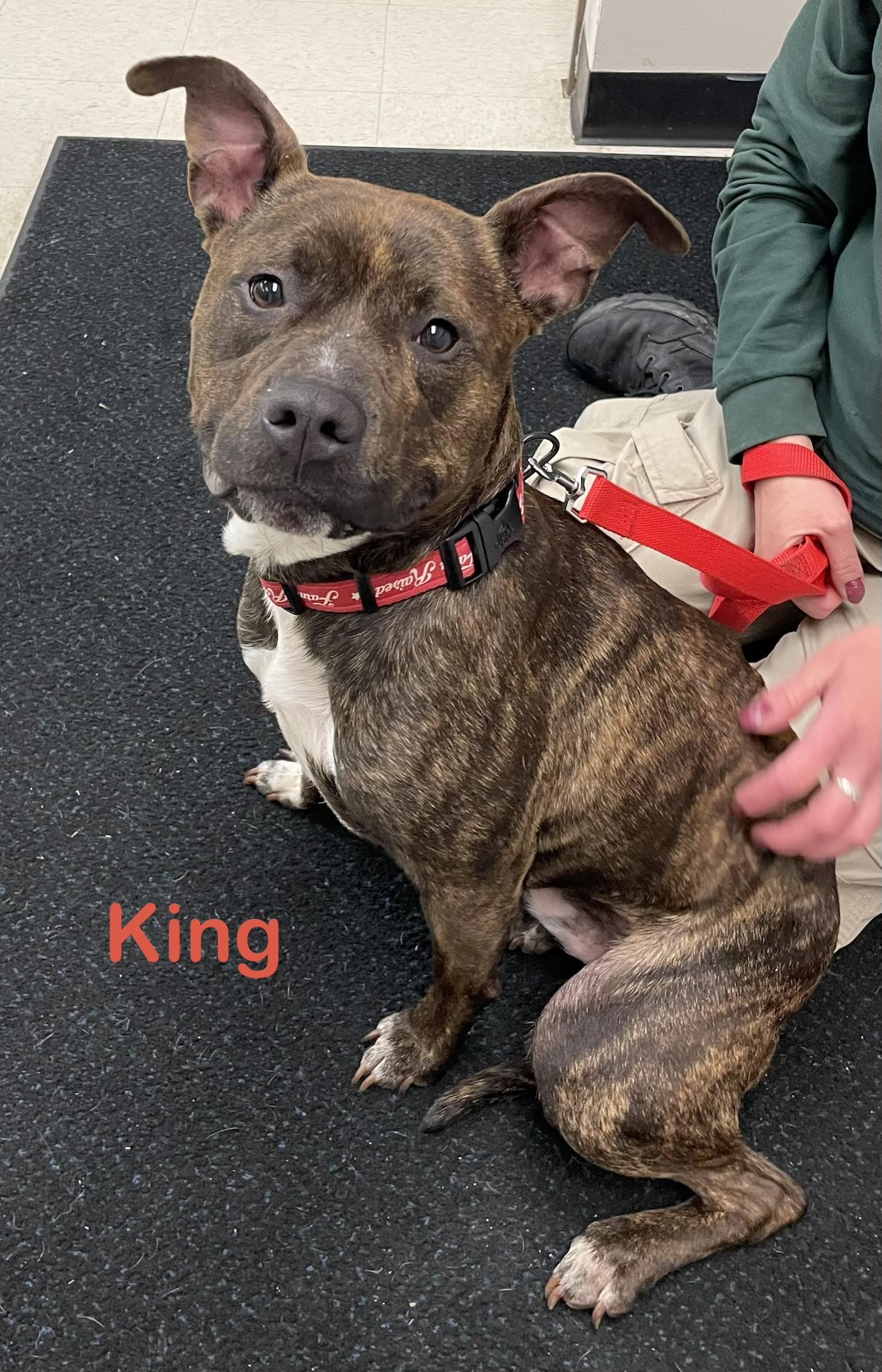 King AVAILABLE, an adoptable Pit Bull Terrier in Canton, OH image 2/4