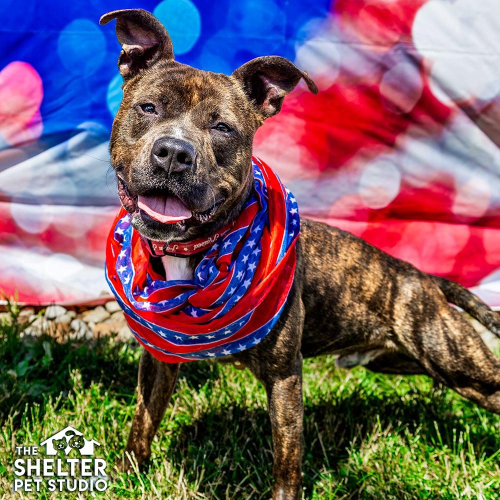 King AVAILABLE, adoptable, Young Male Pit Bull Terrier.