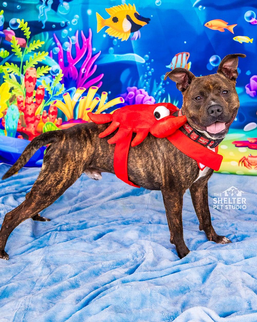King AVAILABLE, an adoptable Pit Bull Terrier in Canton, OH image 1/6