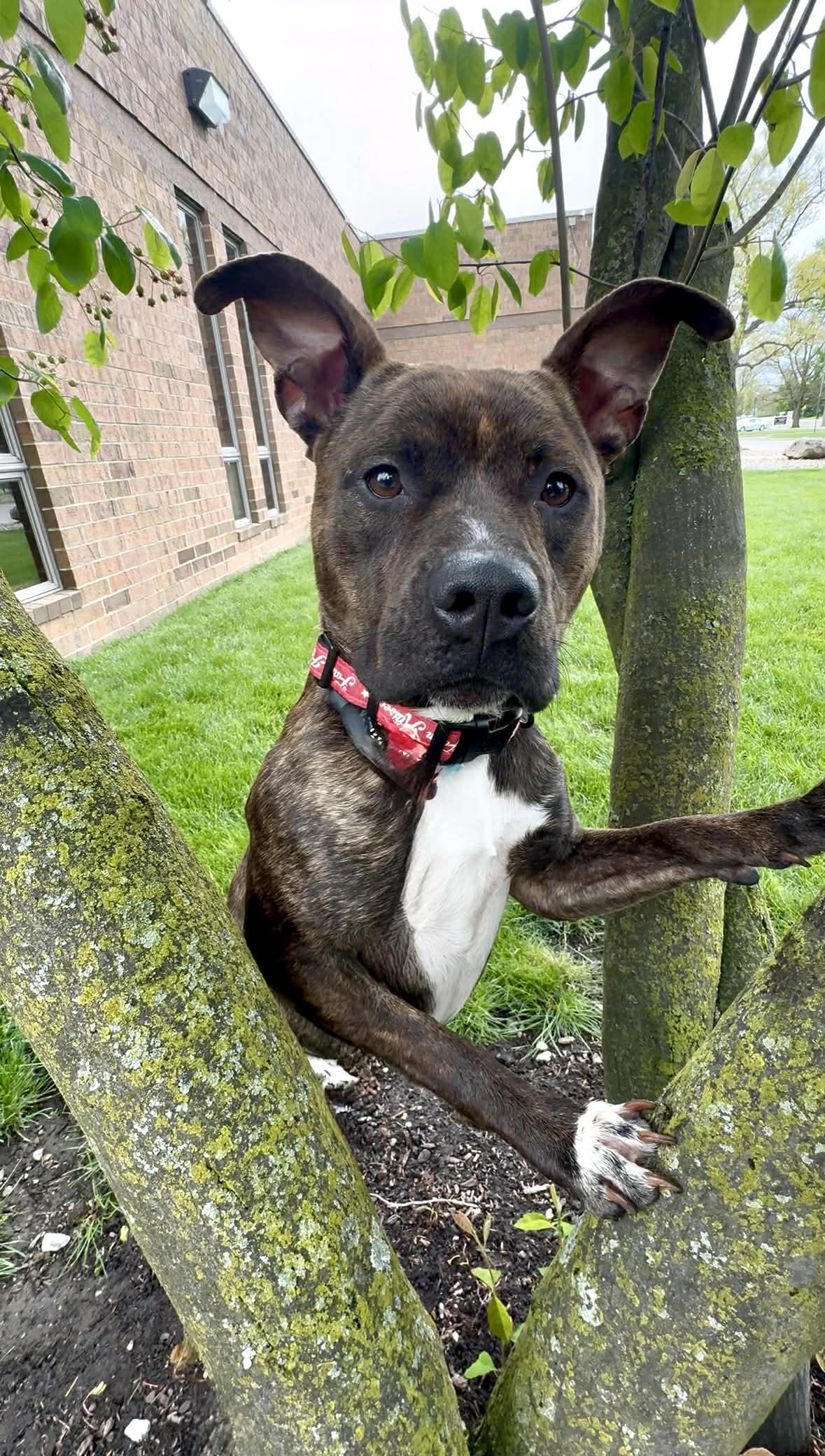 King AVAILABLE, an adoptable Pit Bull Terrier in Canton, OH image 1/4