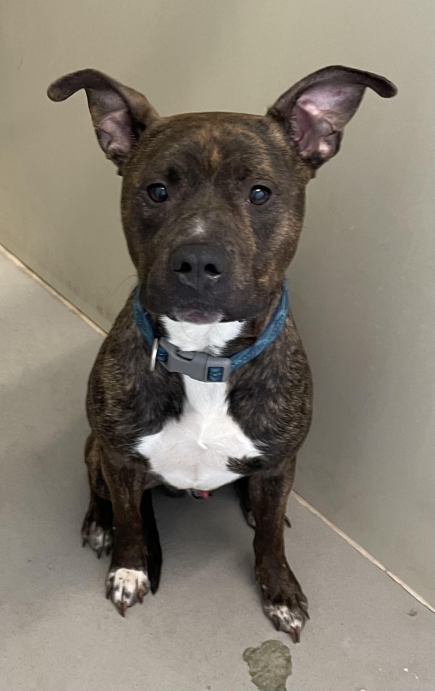 King AVAILABLE, an adoptable Pit Bull Terrier in Canton, OH image 3/4