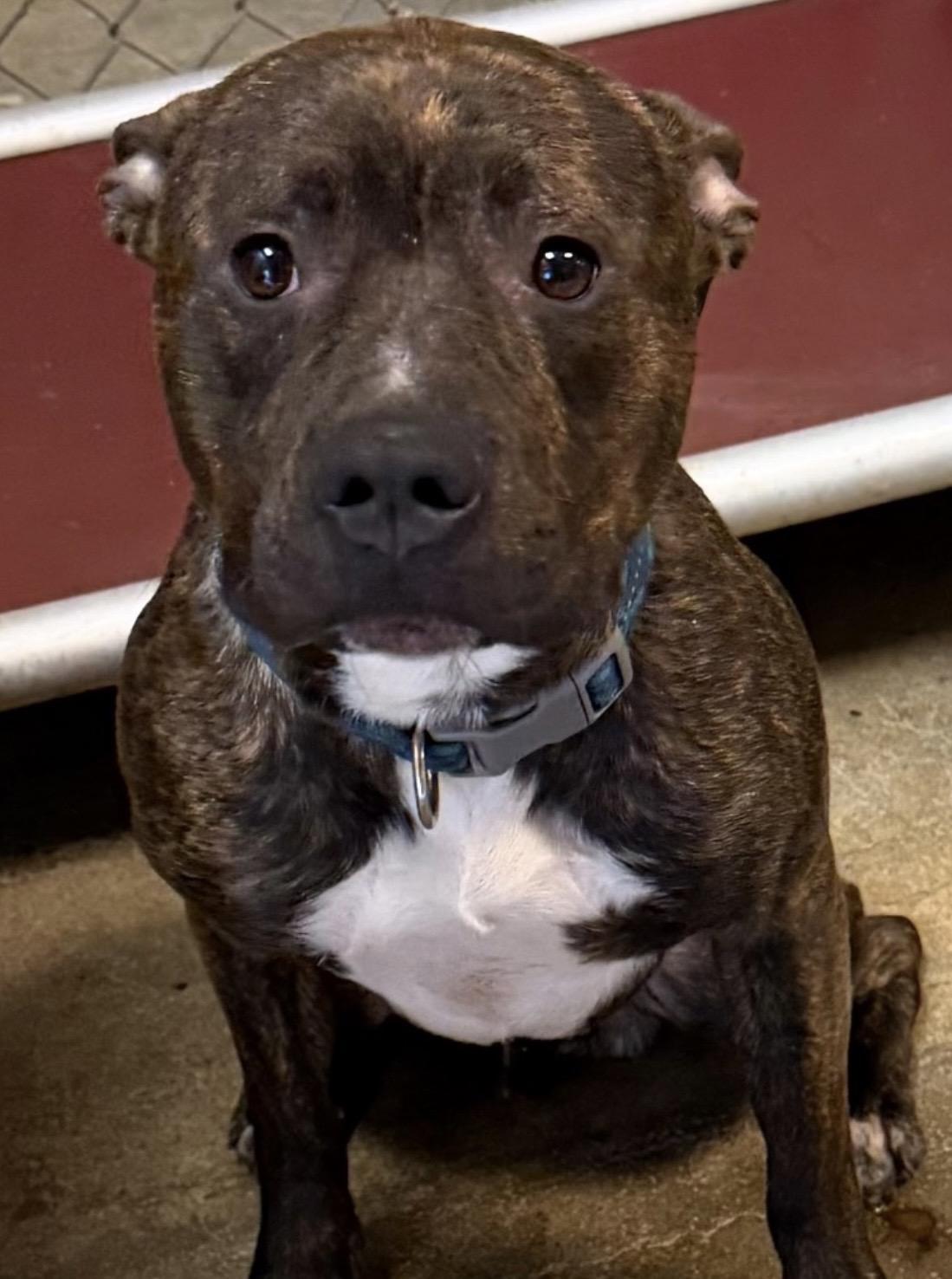 King AVAILABLE, an adoptable Pit Bull Terrier in Canton, OH image 4/4