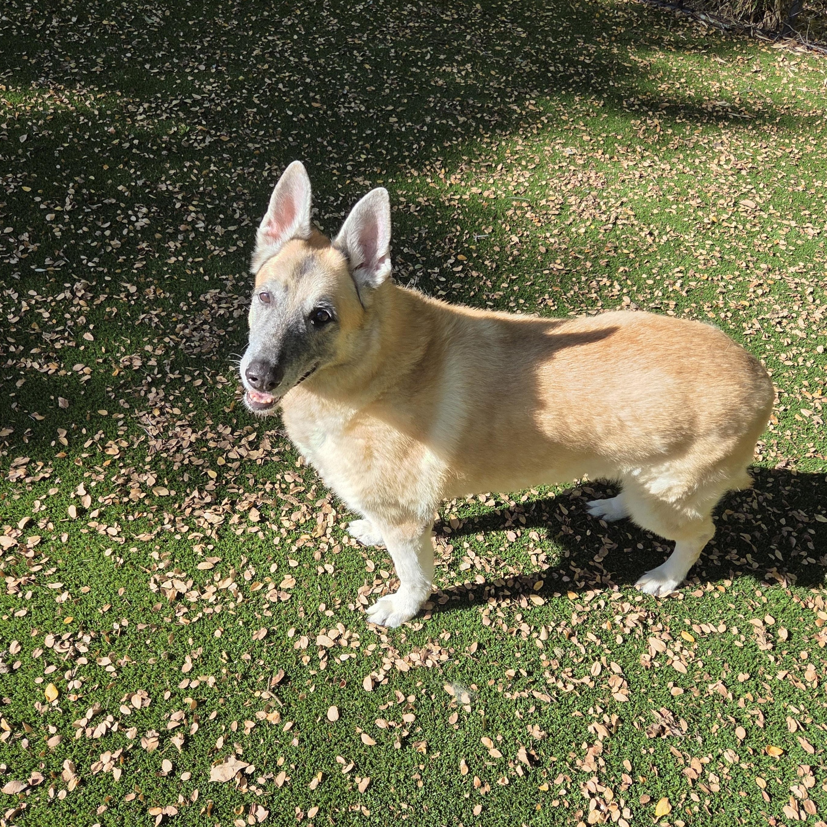 Ginger, Adoptable, Adult Female German Shepherd Dog.