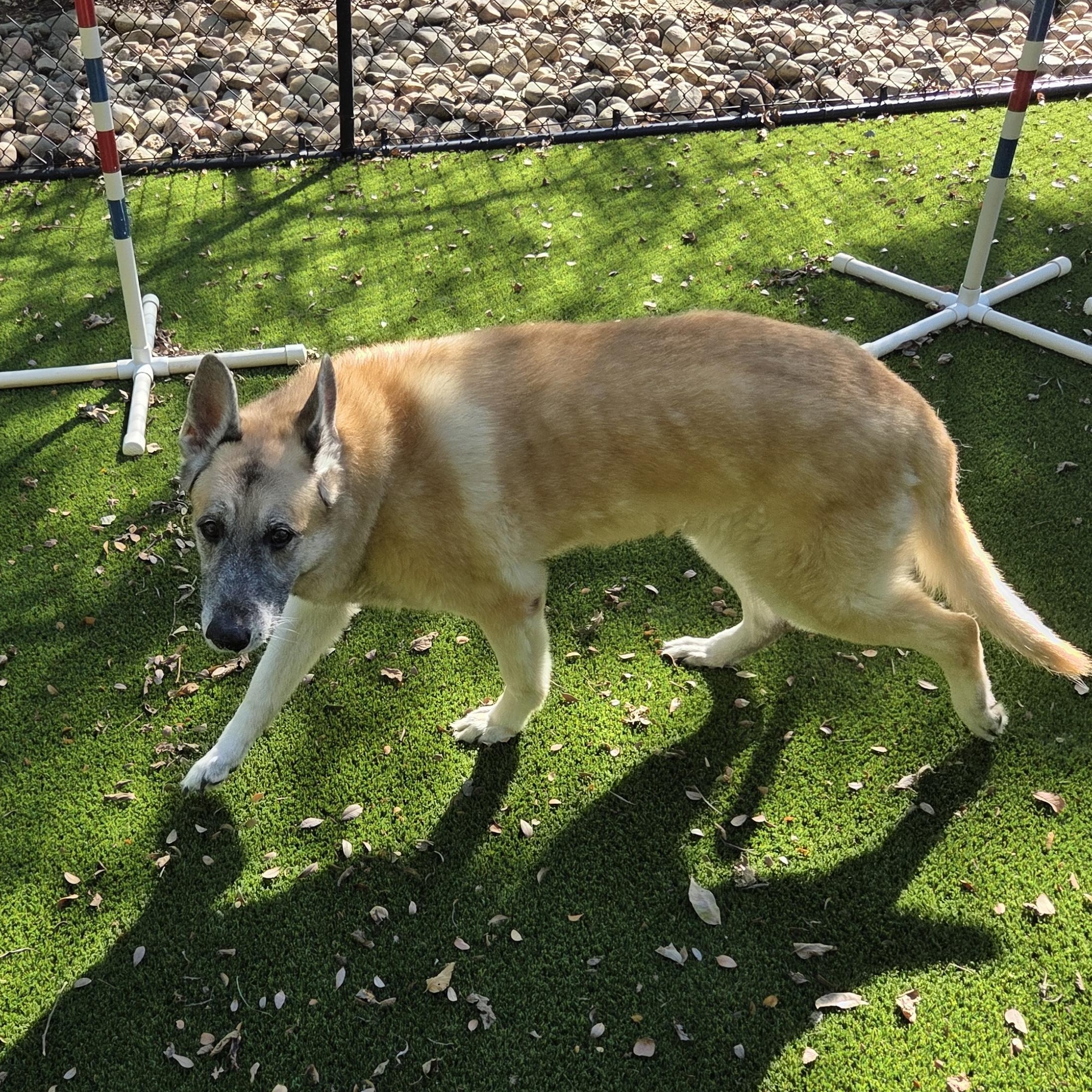Enlarge Ginger, a Adoptable German Shepherd Dog in Allen, TX image 4/4