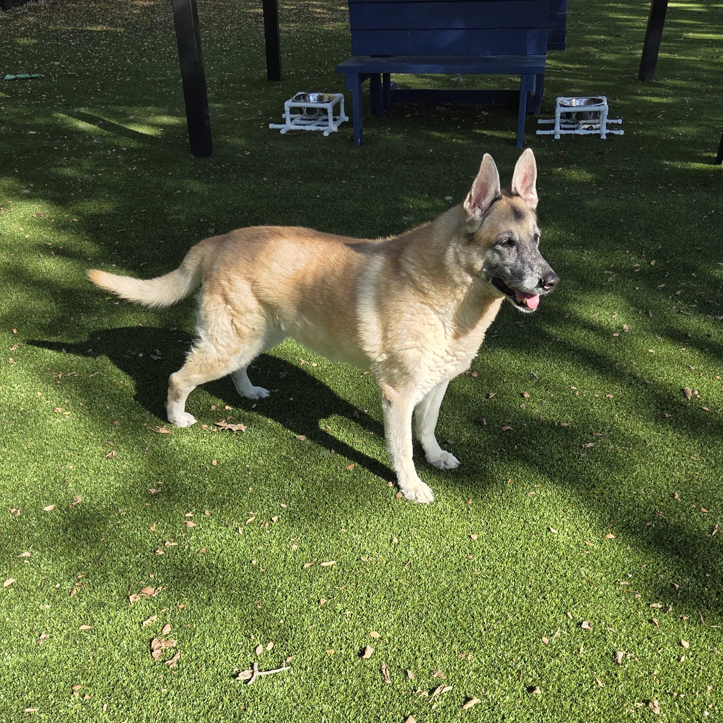 Enlarge Ginger, a Adoptable German Shepherd Dog in Allen, TX image 2/4