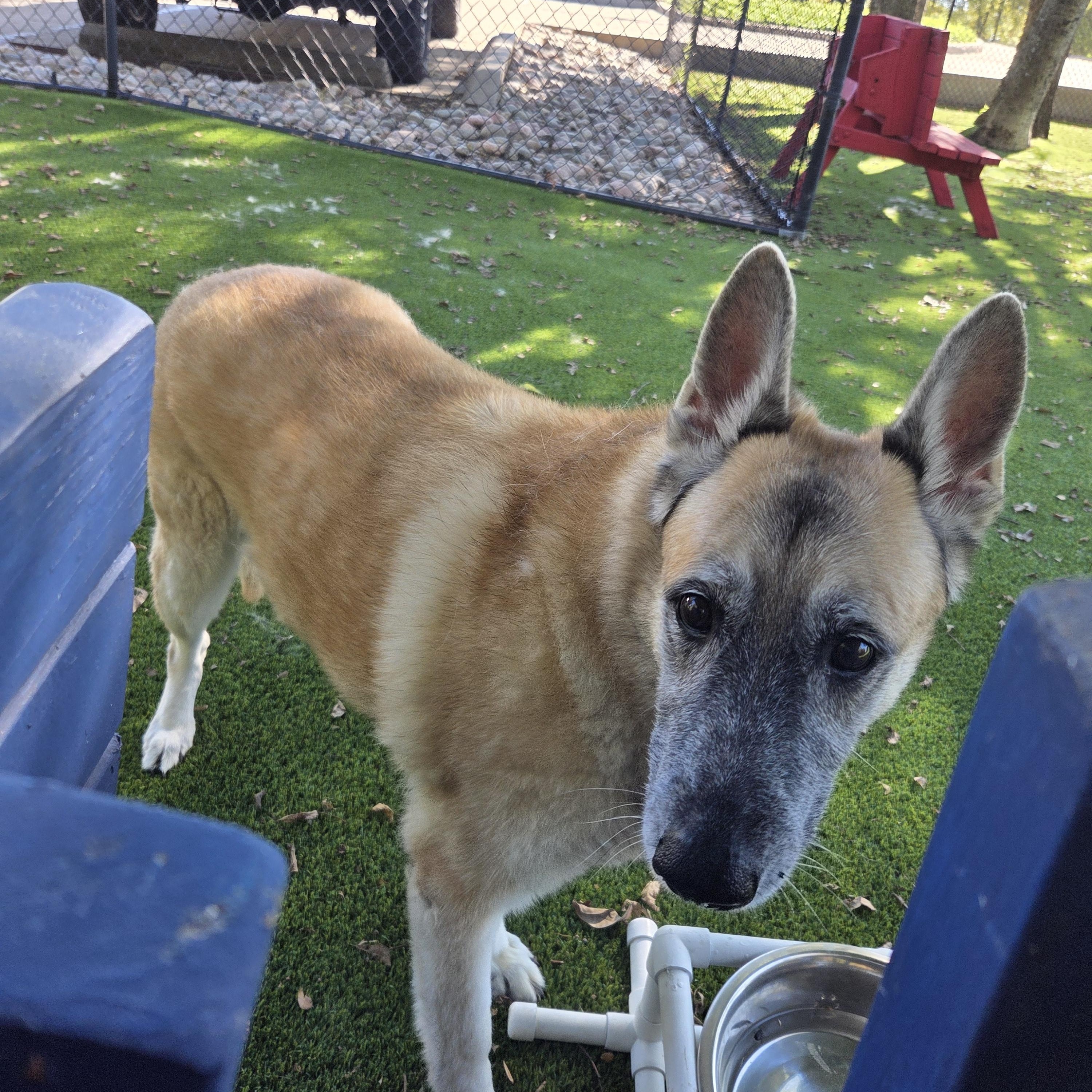 Enlarge Ginger, a Adoptable German Shepherd Dog in Allen, TX image 3/4