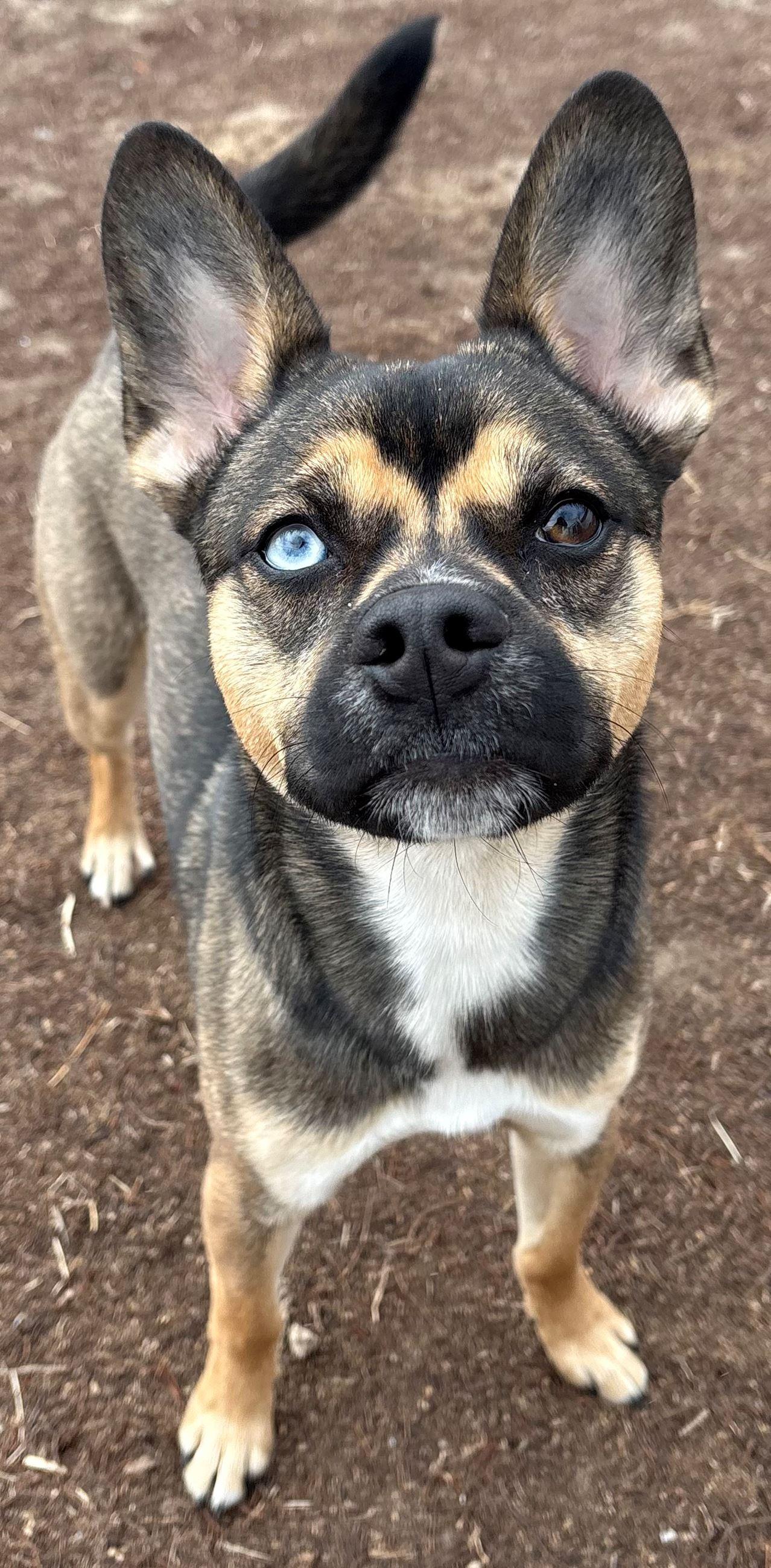 Arnold, a ADOPTABLE mixed breed in Iowa City, IA image 3/3