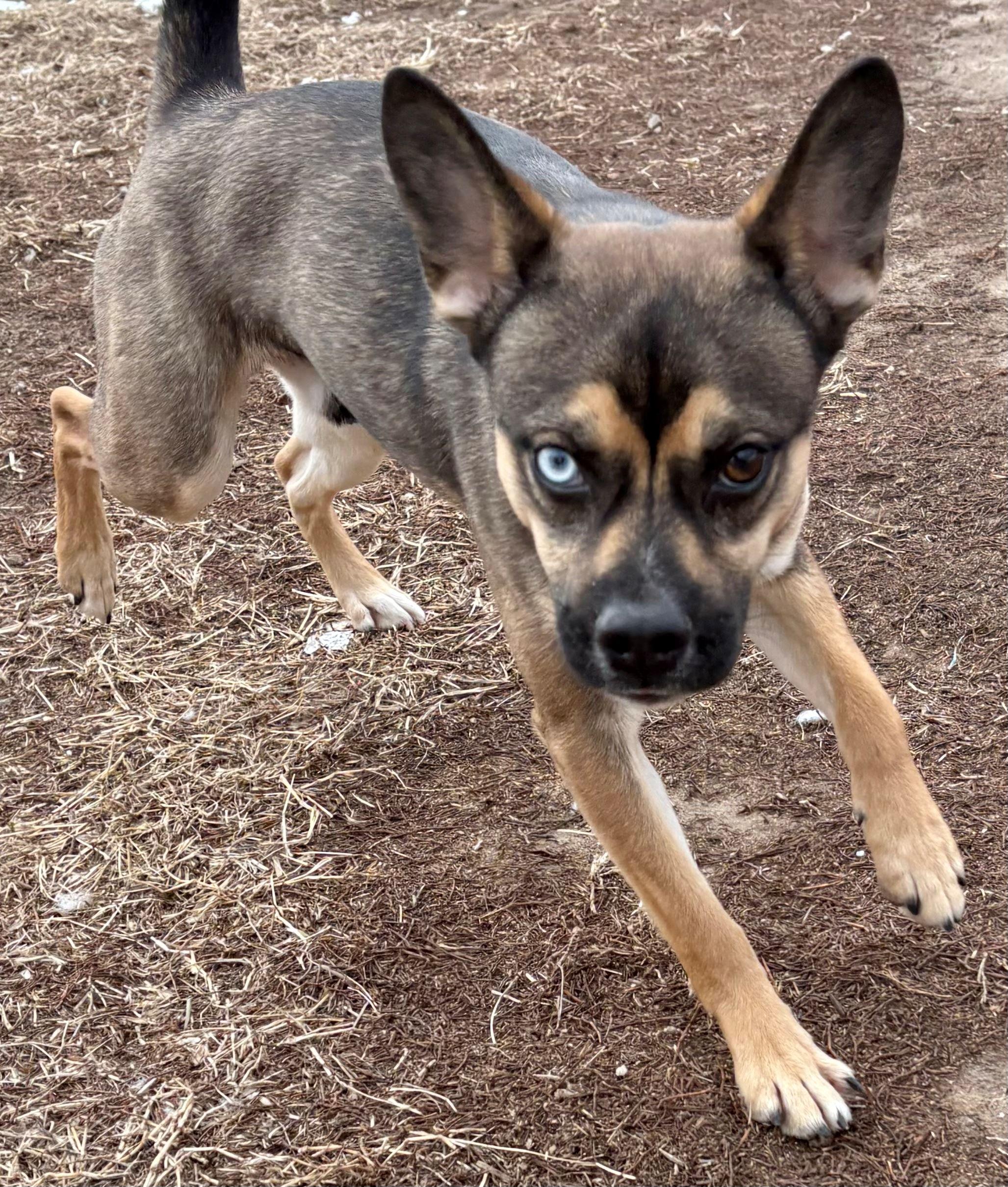 Arnold, a ADOPTABLE mixed breed in Iowa City, IA image 2/3