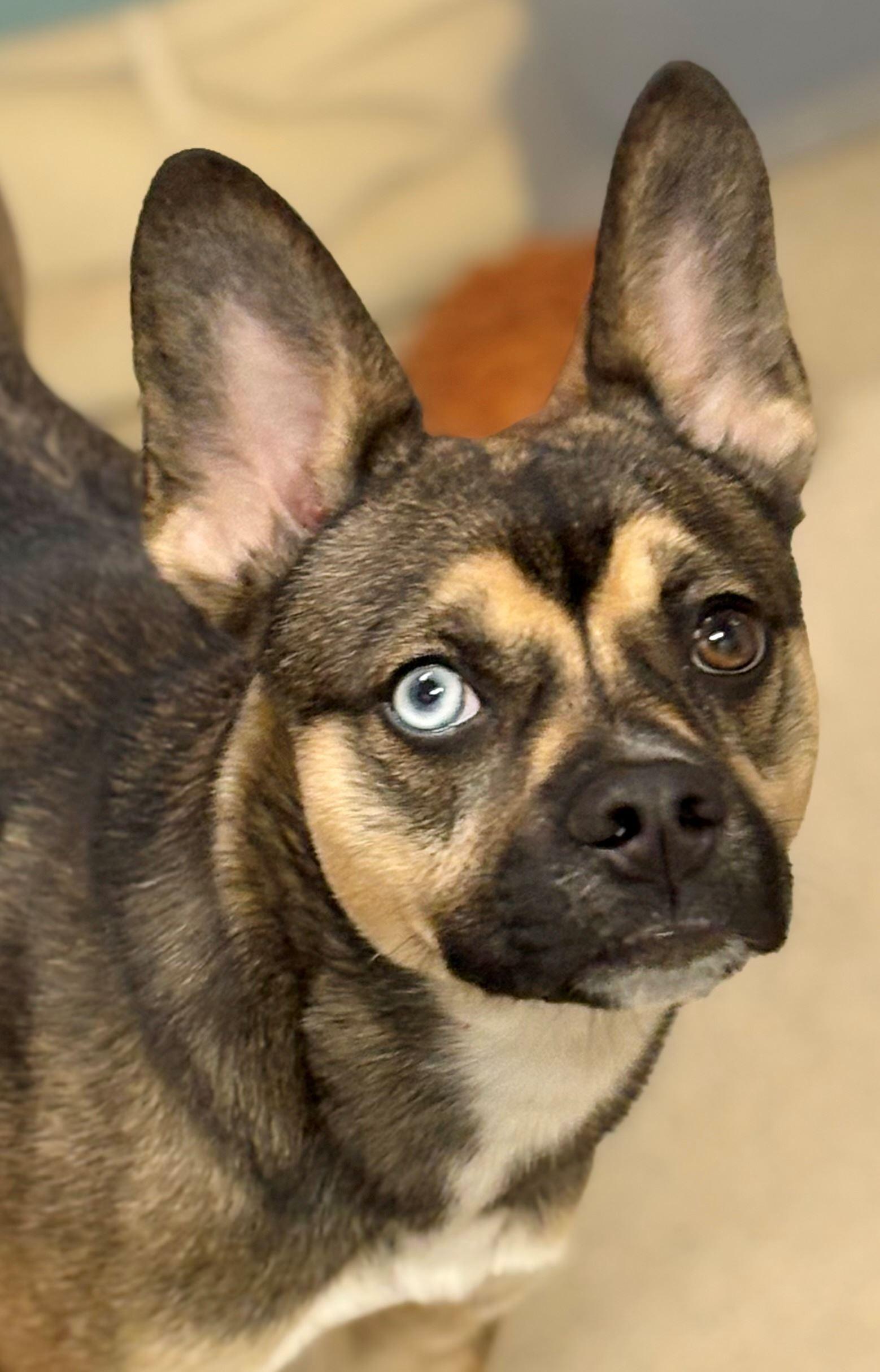 Arnold, ADOPTABLE, Young Male Terrier.