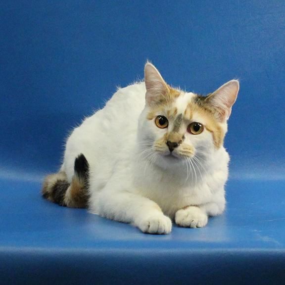 Enlarge Princess Rocky, a Adoptable mixed breed in Overland Park, KS image 8/10