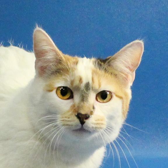 Enlarge Princess Rocky, a Adoptable mixed breed in Overland Park, KS image 9/10