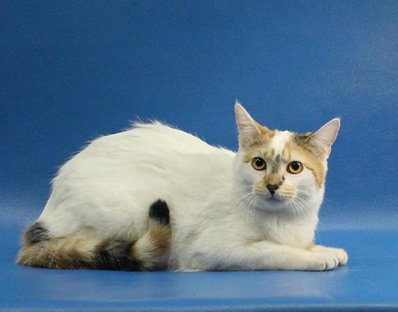 Enlarge Princess Rocky, a Adoptable mixed breed in Overland Park, KS image 1/10