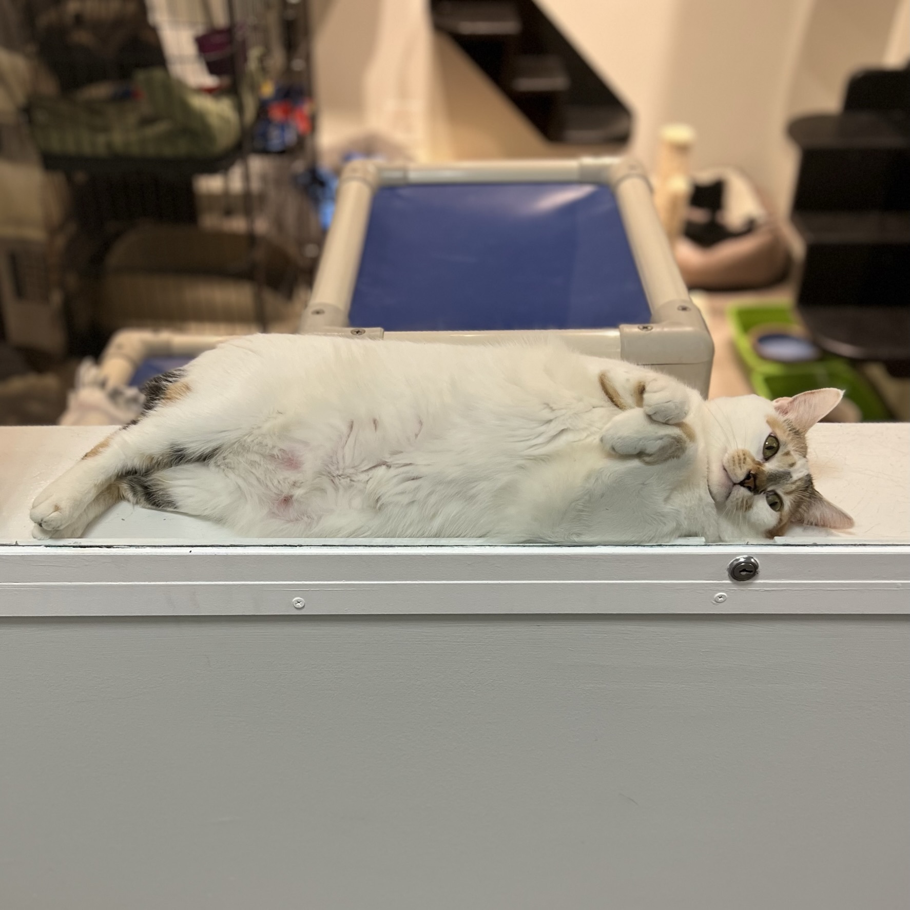 Enlarge Princess Rocky, a Adoptable mixed breed in Overland Park, KS image 10/10