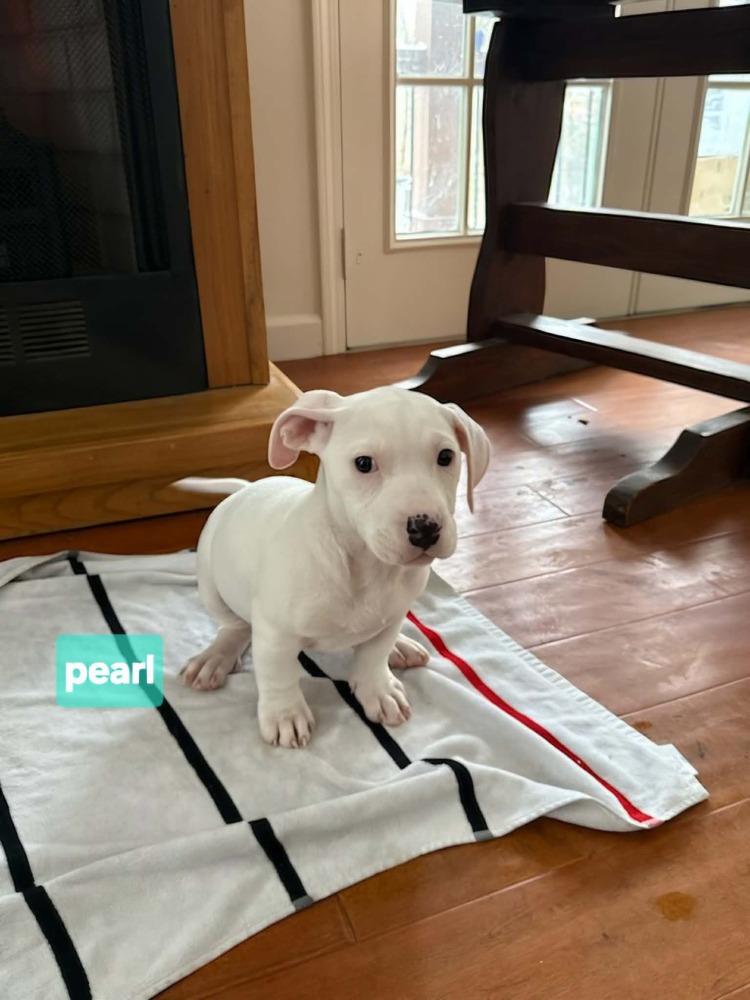 Pearl, a Adoptable mixed breed in Norfolk, MA image 1/6