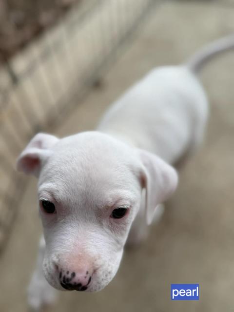 Enlarge Pearl, a Adoptable mixed breed in Norfolk, MA image 1/1