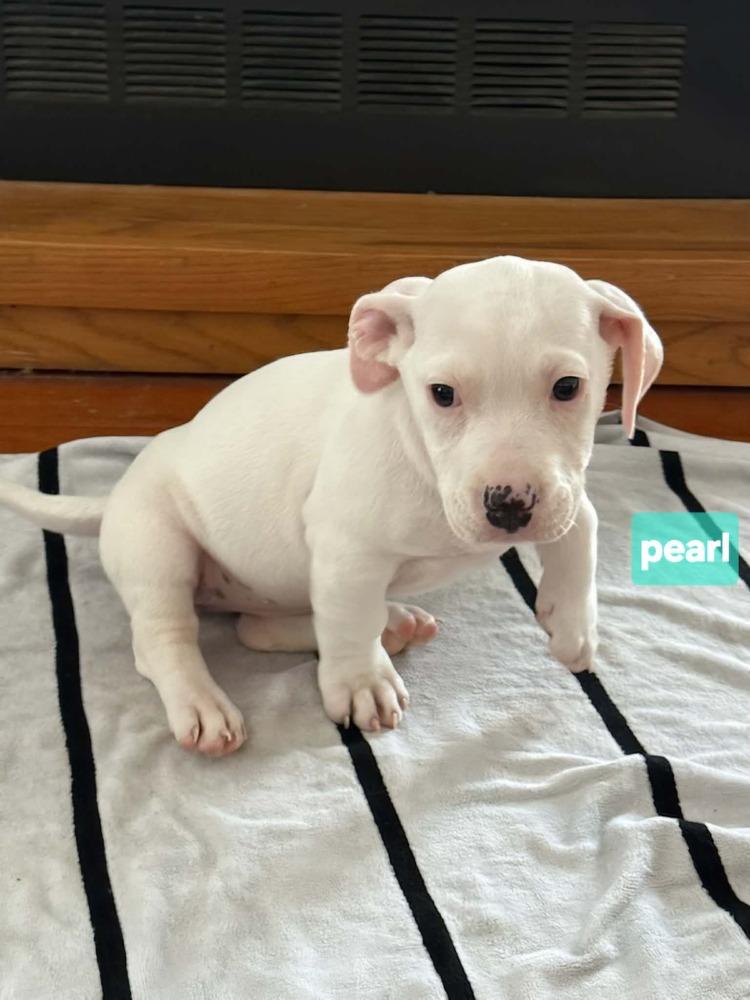 Pearl, a Adoptable mixed breed in Norfolk, MA image 5/6