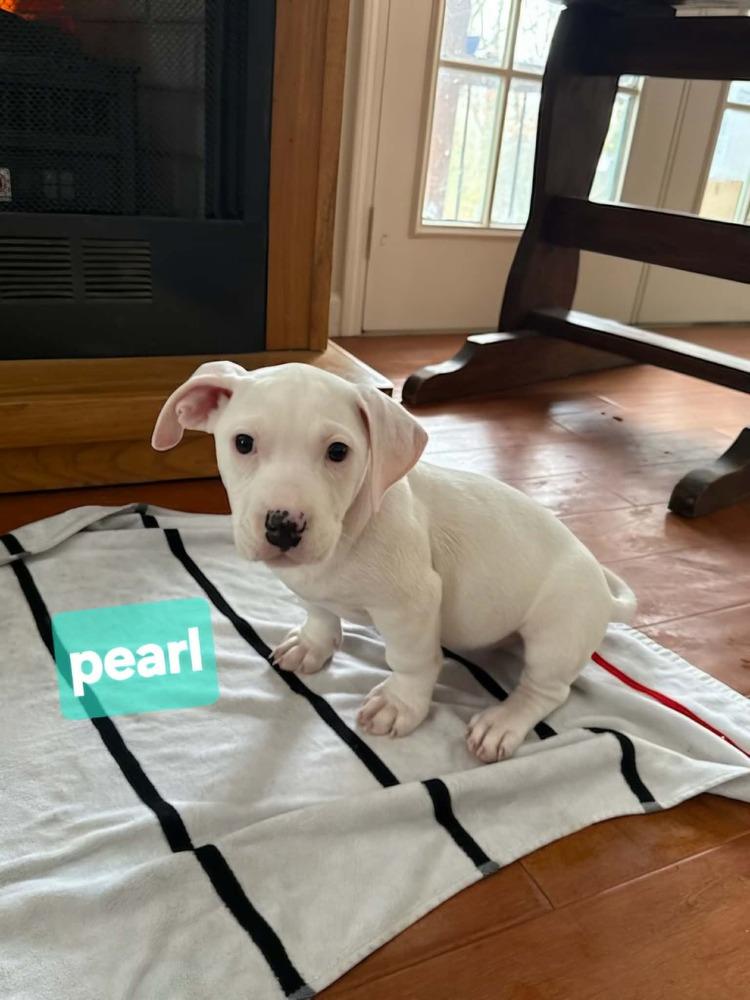 Pearl, a Adoptable mixed breed in Norfolk, MA image 6/6