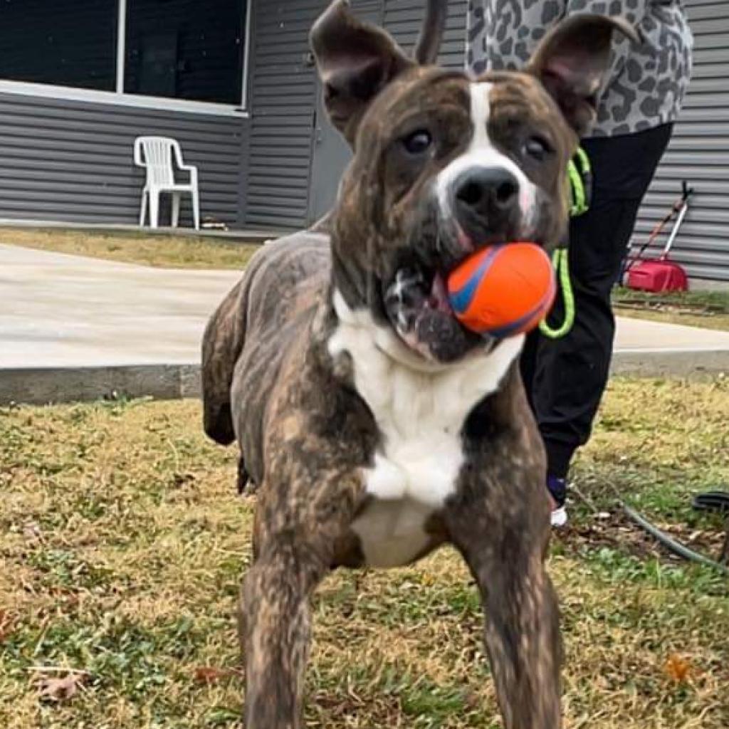 Enlarge Bubby, a Adoptable Pit Bull Terrier in Glenmora, LA image 4/6