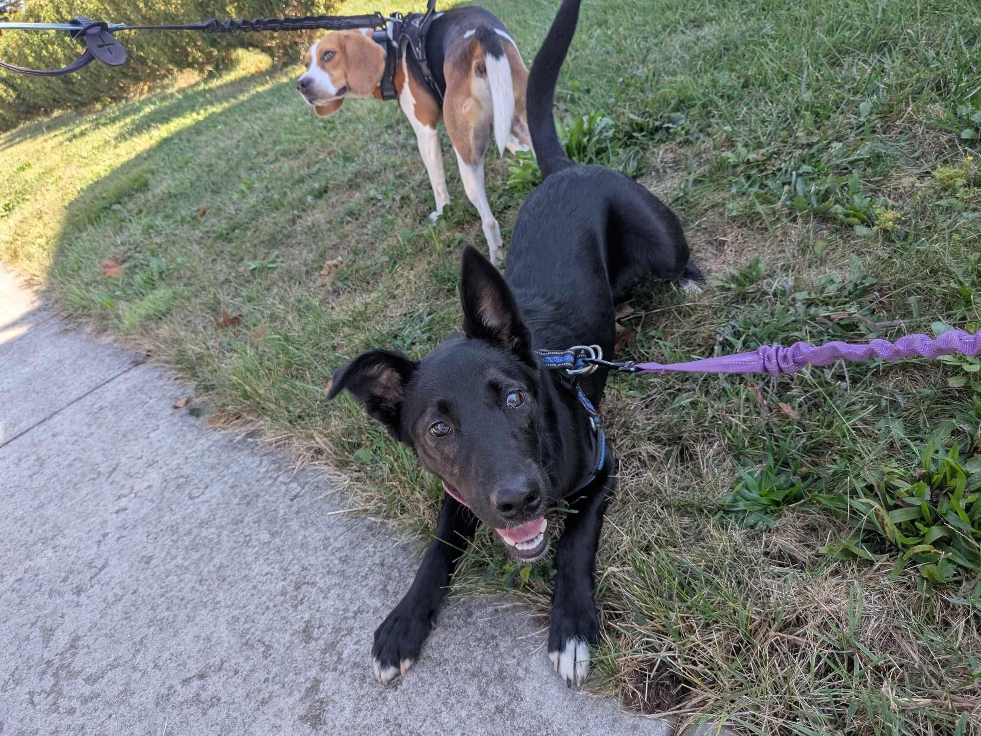Enlarge Athena , a ADOPTABLE mixed breed in Elizabethtown, PA image 5/5