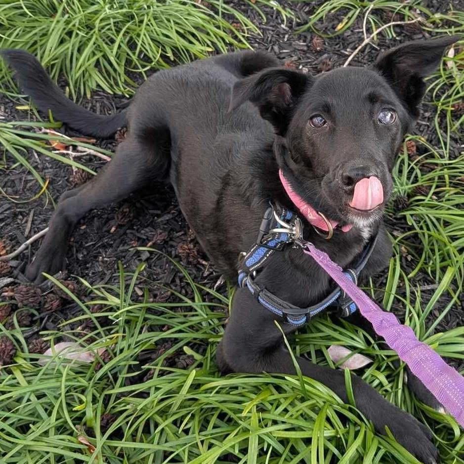 Athena , ADOPTABLE, Young Female Border Collie.