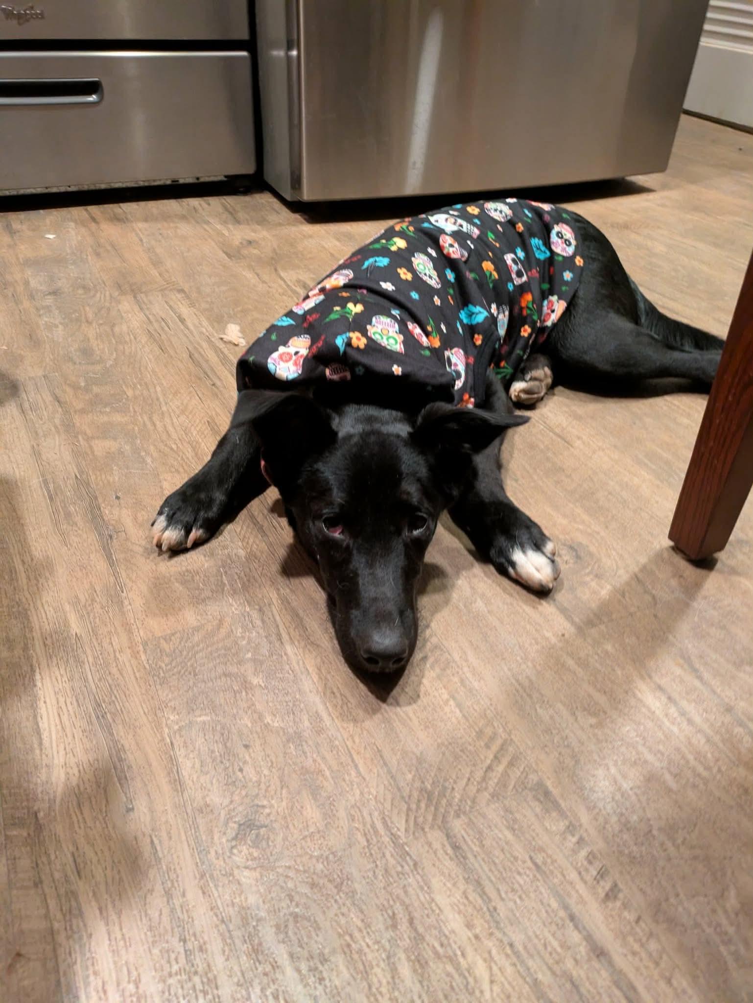 Enlarge Athena , a ADOPTABLE mixed breed in Elizabethtown, PA image 2/5