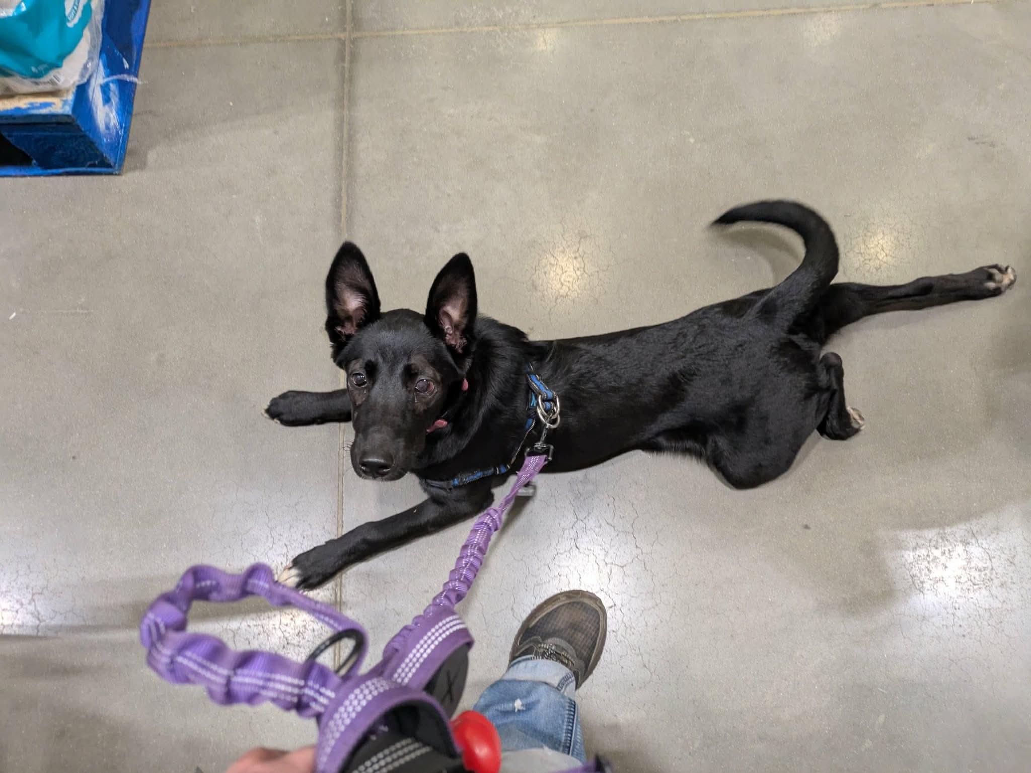 Enlarge Athena , a ADOPTABLE mixed breed in Elizabethtown, PA image 3/5