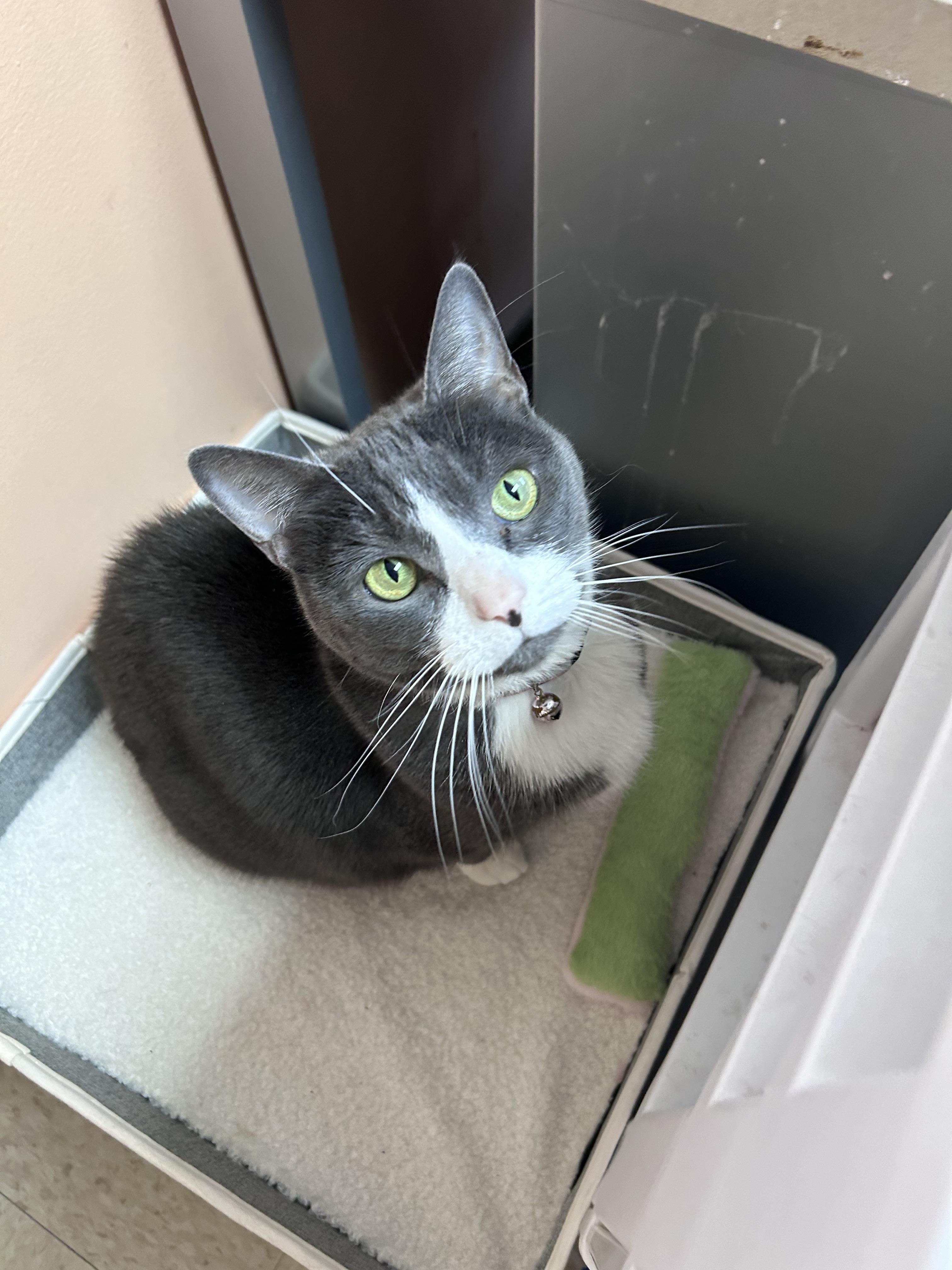 Enlarge Adele, a Adoptable Domestic Short Hair in Greensboro, NC image 5/5