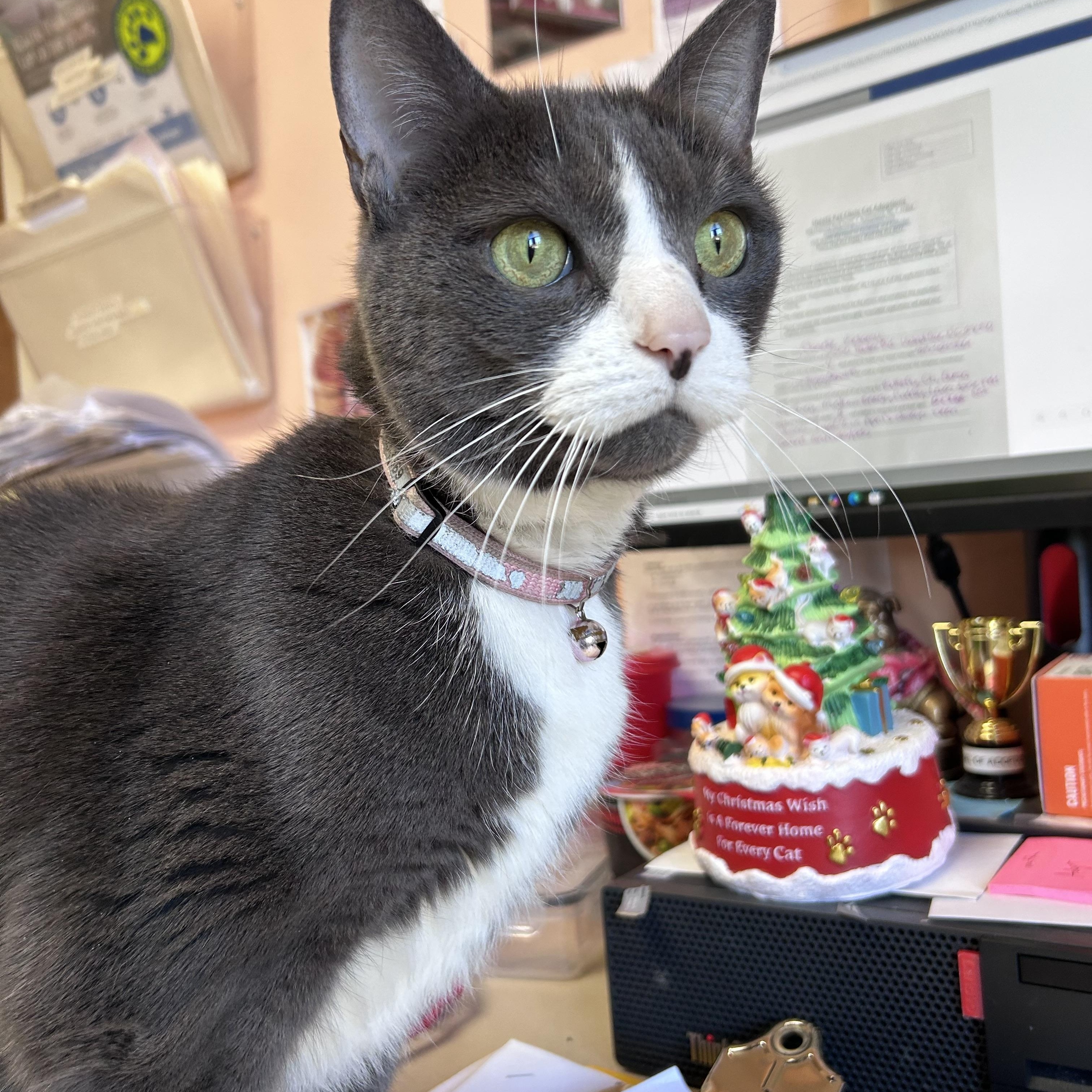 Adele, Adoptable, Senior Female Domestic Short Hair.