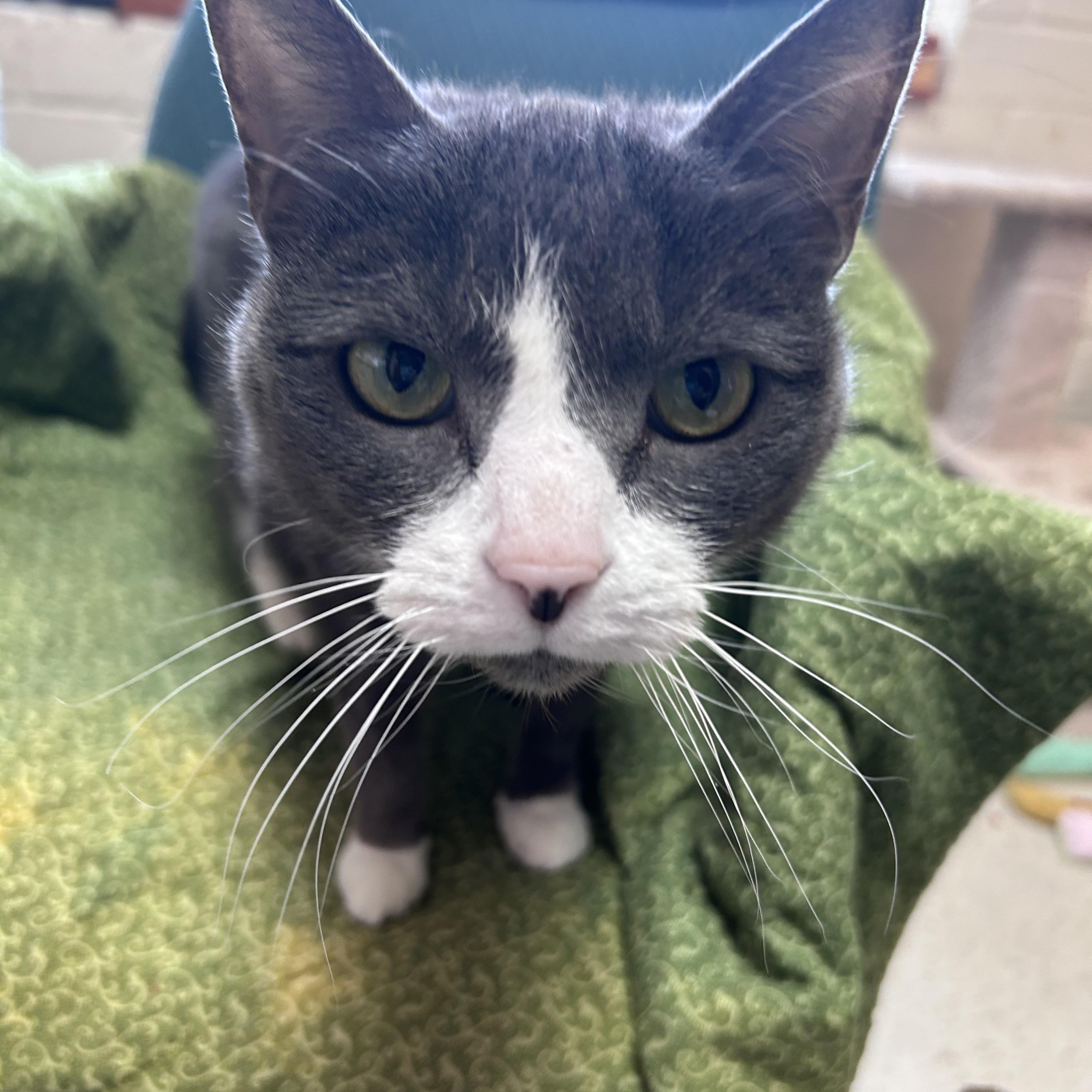 Enlarge Adele, a Adoptable Domestic Short Hair in Greensboro, NC image 4/5