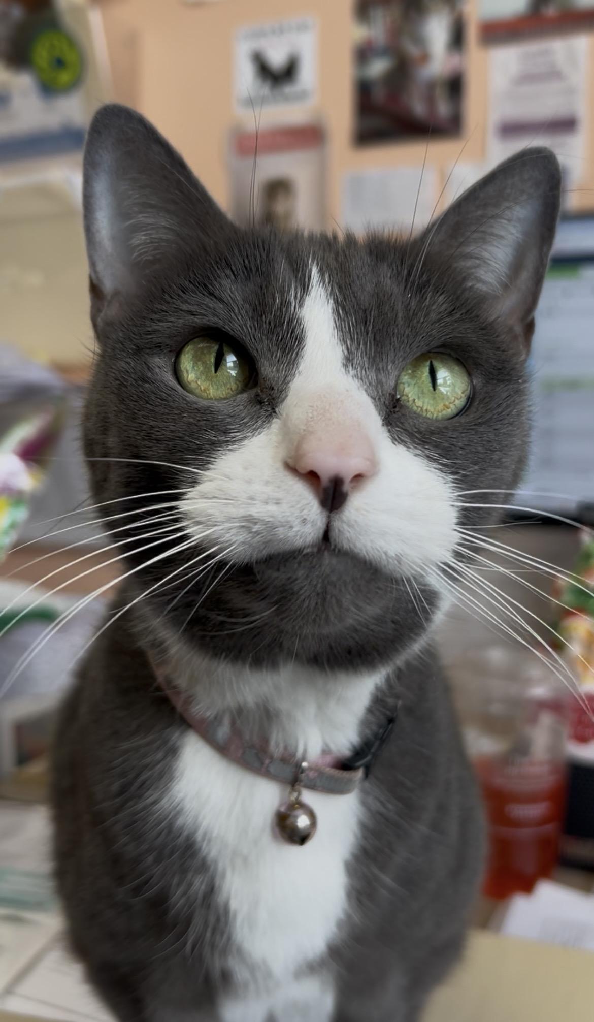 Enlarge Adele, a Adoptable Domestic Short Hair in Greensboro, NC image 2/5