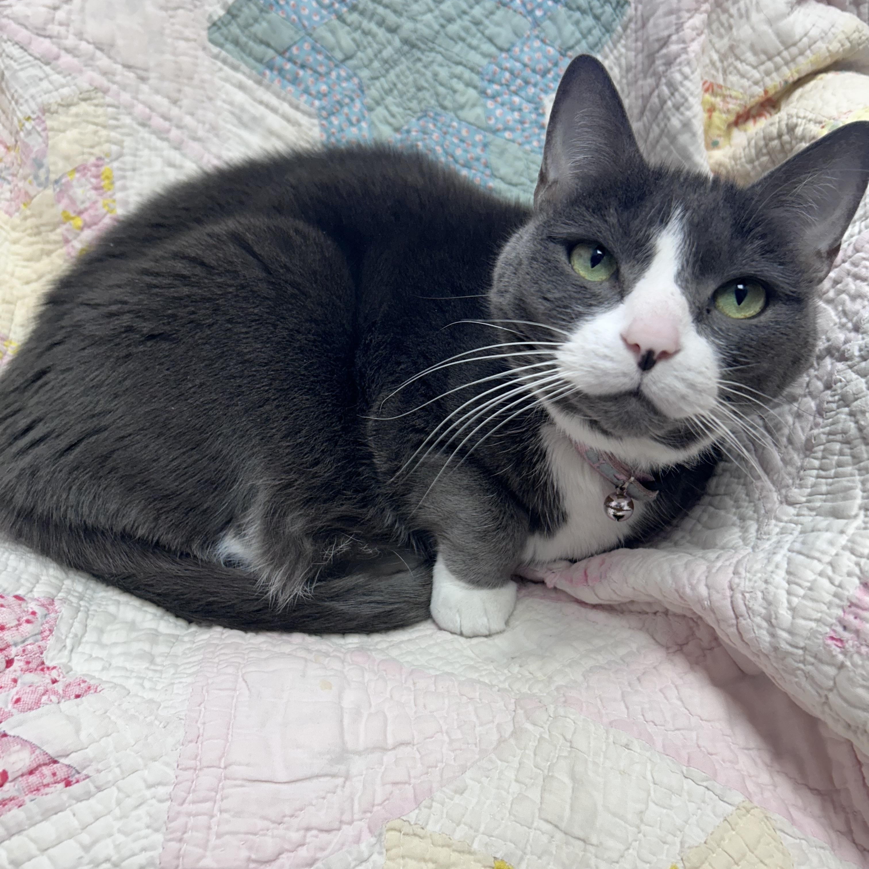Enlarge Adele, a Adoptable Domestic Short Hair in Greensboro, NC image 1/5