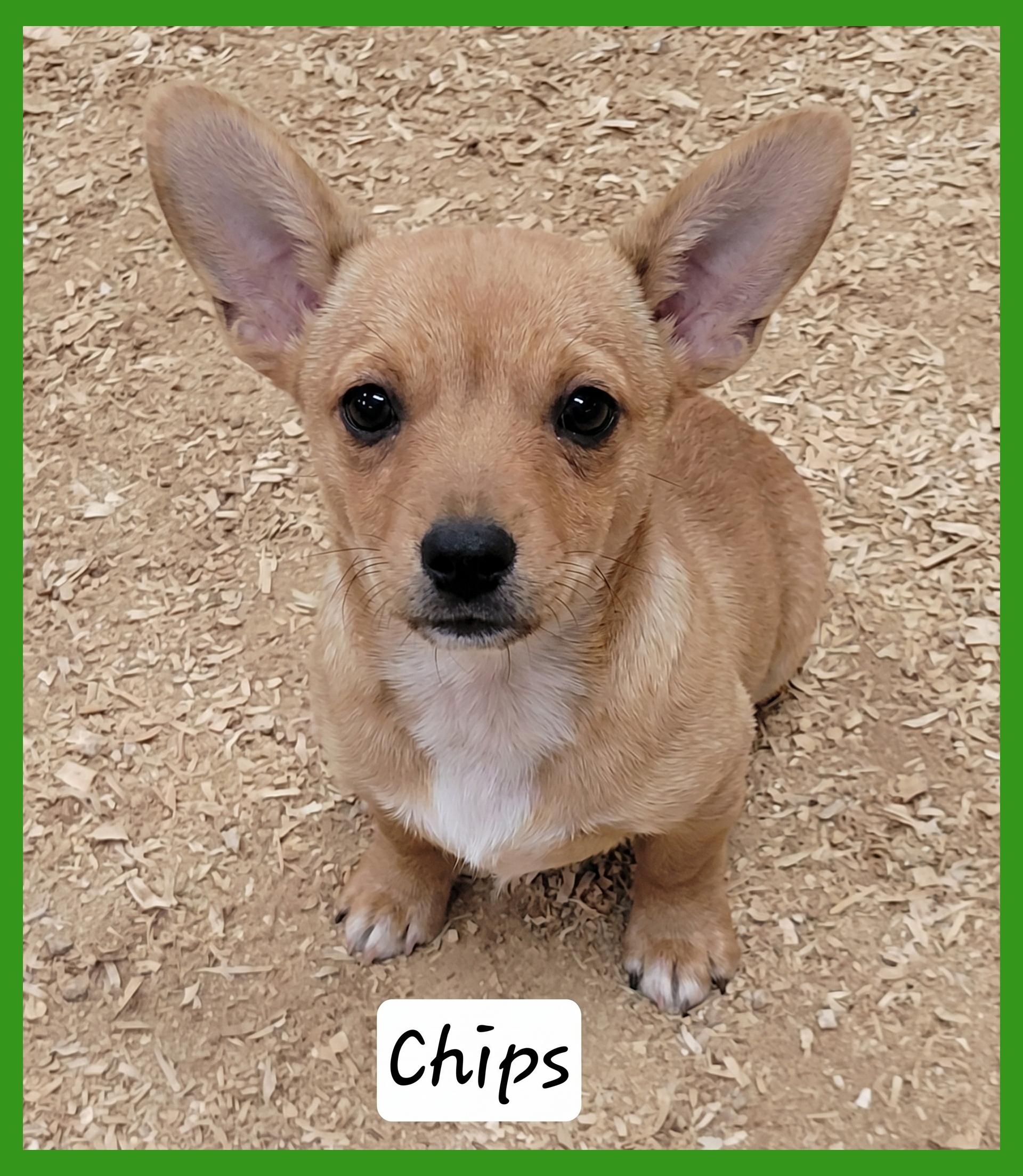 Enlarge Chips, a ADOPTABLE mixed breed in Granbury, TX image 1/1