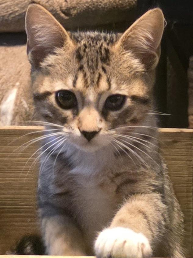 SoniaG, Adopted, Kitten Female Tabby & Domestic Short Hair.