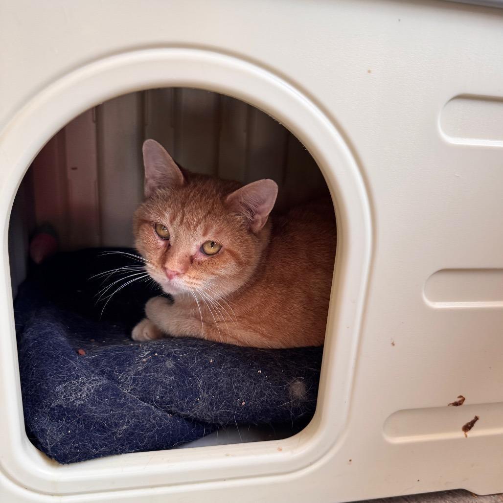 Sawyer, Adoptable, Young Male Domestic Short Hair.
