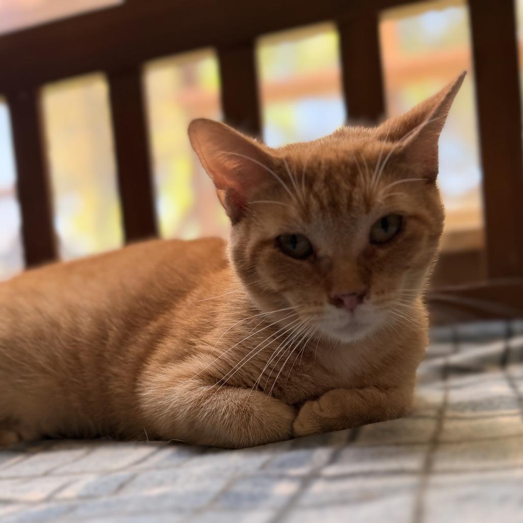 Sawyer, a Adoptable Domestic Short Hair in Richland, MI image 2/5